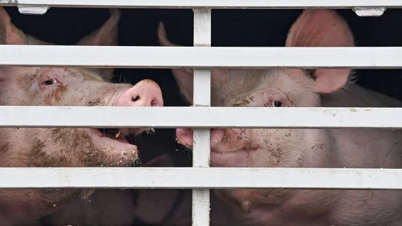 Viehtransport - &copy; Foto: Patrick Pleul/dpa