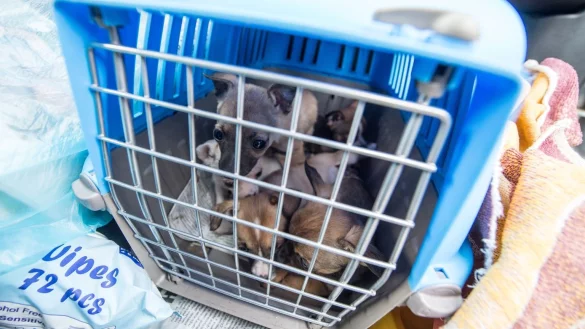 Welpen - &copy; Foto: Armin Weigel/dpa