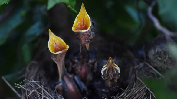 Nest mit Jungv&ouml;geln - &copy; Foto: Rainer Jensen/dpa