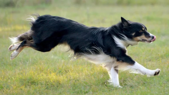 Schlaue Vierbeiner - &copy; Foto: Bernd Settnik