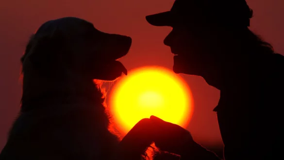 Welthundetag - &copy; Foto: Patrick Pleul/dpa