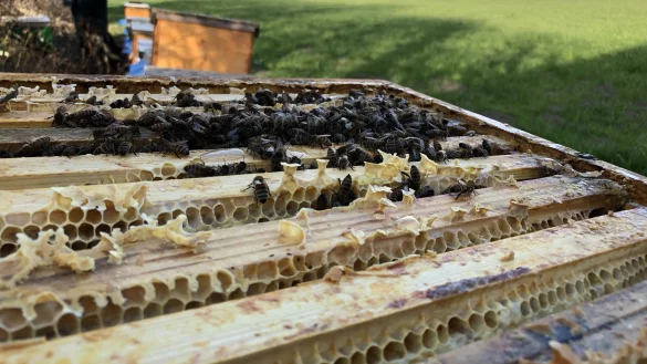 Dirk Ernst stellt seinen Feldrand in der Laubke zur Verf&uuml;gung, damit ein Imker dort seine Bienenk&auml;sten aufstellen und &uuml;berwintern kann. Bei den Nachbarn kommt nicht nur Freude auf, auch wenn sich jetzt eine L&ouml;sung andeutet. - &copy; Till Brand