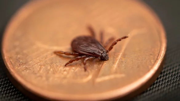 Braune Hundezecke - &copy; Foto: Fabian Sommer/dpa