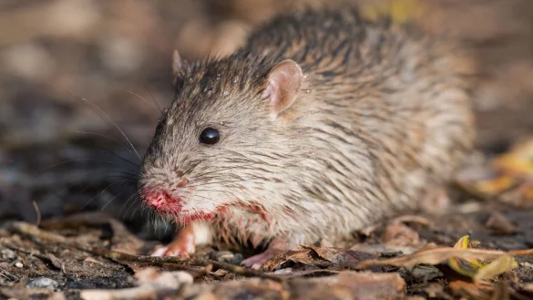 Ratte - &copy; Foto: Julian Stratenschulte/dpa