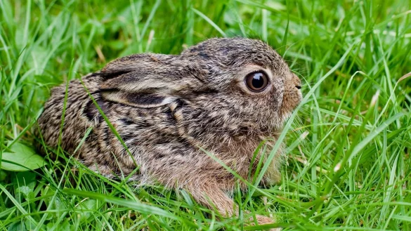 Gefundene Wildtier-Baby - &copy; Foto: Patrick Pleul/dpa-Zentralbild/dpa-tmn
