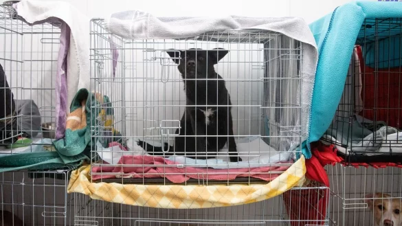 Haustiere - &copy; Foto: Sebastian Gollnow/dpa