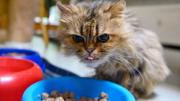 Kleine oder gro&szlig;e Portion Katzenfutter? - &copy; Foto: Klaus-Dietmar Gabbert/dpa-Zentralbild/dpa-tmn