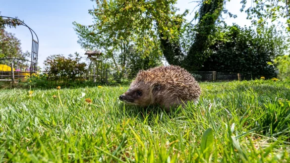 - &copy; Armin Weigel/dpa/dpa-tmn