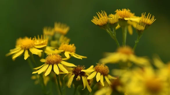 Gelbe Gefahr auf der Weide: Jakobskreuzkraut giftig f&uuml;r Pferde - &copy; Foto: Felix K&auml;stle/dpa/dpa-tmn