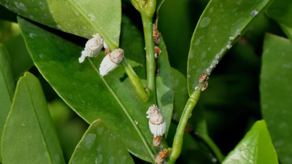 Australische Wollschildlaus gef&auml;hrdet Zitrusb&auml;umchen - &copy; Foto: Andreas Vietmeier/Landwirtschaftskammer NRW/dpa-tmn