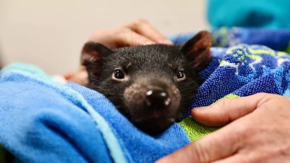 - &copy; Aussie Ark/dpa