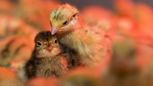 Wachteln im Garten halten - &copy; Foto: Jens B&uuml;ttner/dpa-Zentralbild/dpa-tmn