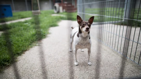 &Auml;lteres Tier aufnehmen: Erwachsener Hund bringt Vorteile mit sich - &copy; Foto: J&ouml;rg Carstensen/dpa/dpa-tmn