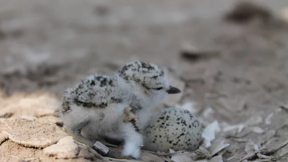 Schneeregenpfeifer-K&uuml;ken - &copy; Foto: Clemens K&uuml;pper/Max-Planck-Institut f&uuml;r Ornithologie/dpa