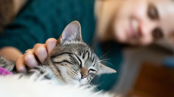 Allein zu Haus: So klappt die Urlaubsvertretung f&uuml;r die Katze - &copy; Foto: Franziska Gabbert/dpa-tmn