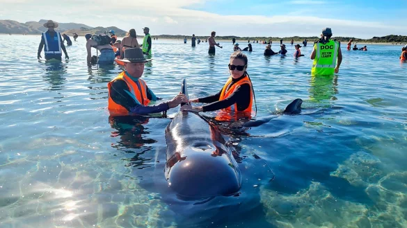 Walstrandung in Neuseeland - &copy; Foto: Project Jonah/dpa