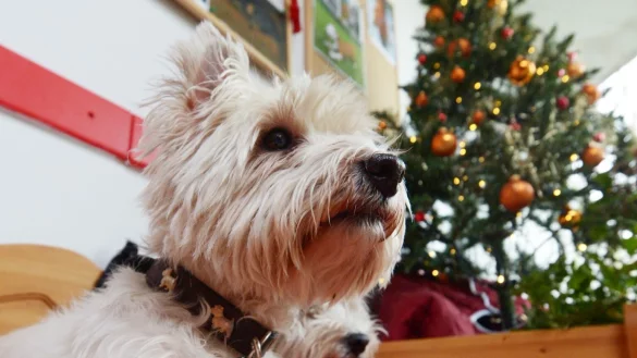 Hart bleiben: Tieren nichts vom Weihnachtsfestmahl abgeben - &copy; Foto: Rainer Jensen/dpa/dpa-tmn