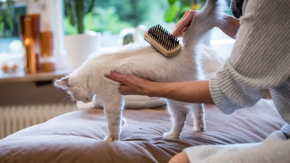 So unterst&uuml;tzen Sie Fellwechsel bei Hund und Katze - &copy; Foto: Christin Klose/dpa-tmn
