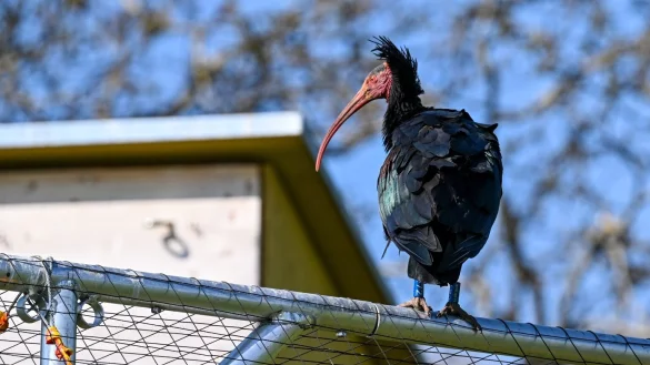 Waldrappe - &copy; Foto: Felix K&auml;stle/dpa
