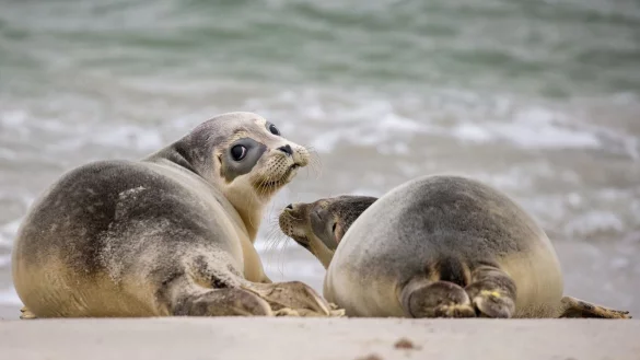 Strandurlaub: Kleine Wale und Seehunde in Ruhe lassen - &copy; Foto: Mohssen Assanimoghaddam/dpa/dpa-tmn
