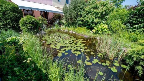 So wird Ihr Gartenteich zum sch&ouml;nen Biotop - &copy; Foto: Zacharie Scheurer/dpa-tmn
