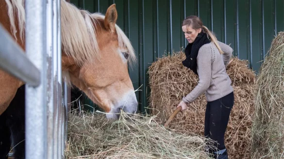 In 15 Minuten angerichtet: Di&auml;t f&uuml;r Pferde mit gew&auml;ssertem Heu - &copy; Foto: Christin Klose/dpa-tmn