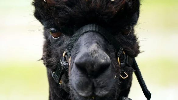 Alpaka &laquo;Geronimo&raquo; - &copy; Foto: Jacob King/PA Wire/dpa