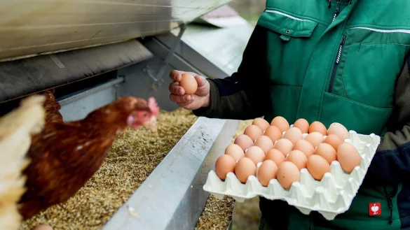 Lungenkrank durch Vogelfedern - &copy; Foto: Uwe Anspach/dpa/dpa-tmn