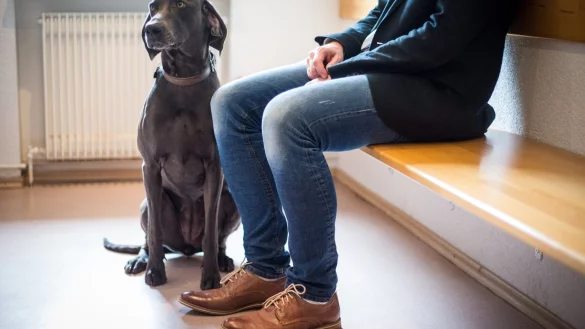 Im Wartezimmer mit dem Hund - &copy; Foto: Christoph Schmidt/dpa-tmn
