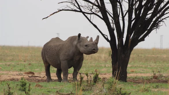 Nashorn - &copy; Foto: J&uuml;rgen B&auml;tz/dpa