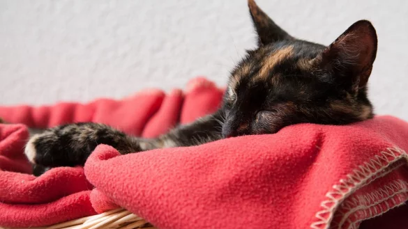 Wo Miezen chillen - &copy; Foto: Kai Remmers/dpa-tmn