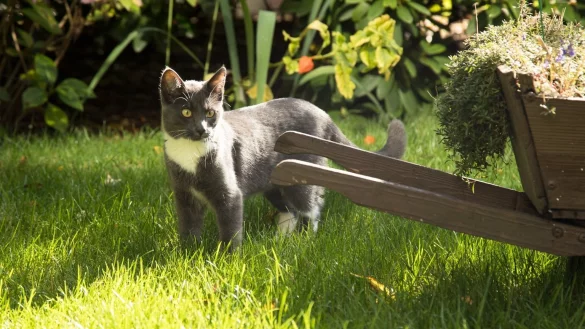 Paarungszeit bei Katzen - &copy; Foto: Christin Klose/dpa-tmn