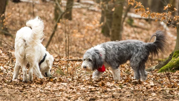 Hunde beim Spaziergang - &copy; Foto: Benjamin Nolte/dpa-tmn
