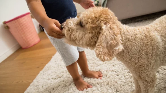 Vorsicht mit Kuchenst&uuml;ckchen f&uuml;r Hunde - &copy; Foto: Christin Klose/dpa-tmn