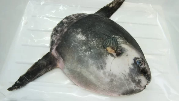 Mondfisch - &copy; Foto: Stefan Sauer/zb/dpa