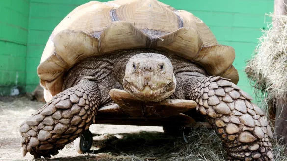 Schildkr&ouml;te Helmuth trainiert mit Rollbrett - &copy; Foto: Roland Weihrauch/dpa