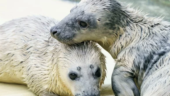 Kegelrobben - &copy; Foto: Axel Heimken/dpa