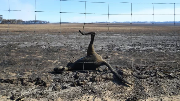 Totes K&auml;nguru - &copy; Foto: David Mariuz/AAP/dpa