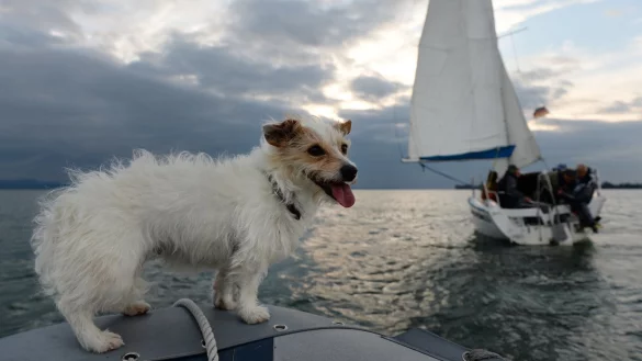 Segeln mit Hund - &copy; Foto: Felix K&auml;stle/dpa