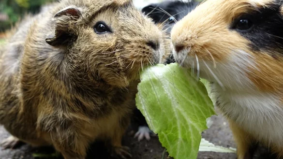 Meerschweinchen - &copy; Foto: Andrea Warnecke/dpa-tmn