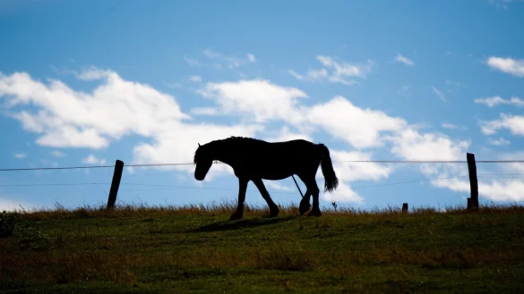 Pferd auf einer Koppel - &copy; Foto: Julian Stratenschulte/dpa