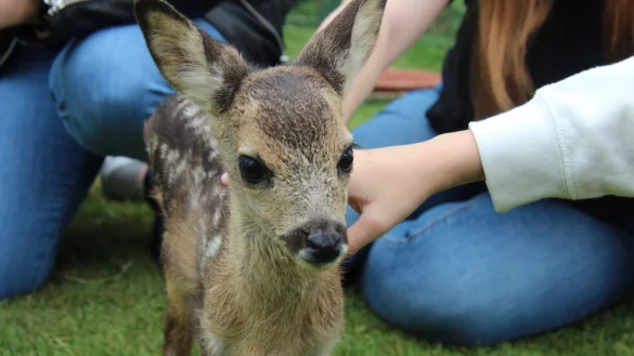 Rehkitz Sissi hatte Gl&uuml;ck und wird aufgep&auml;ppelt. - &copy; Archivbild: Katrin Kantelberg