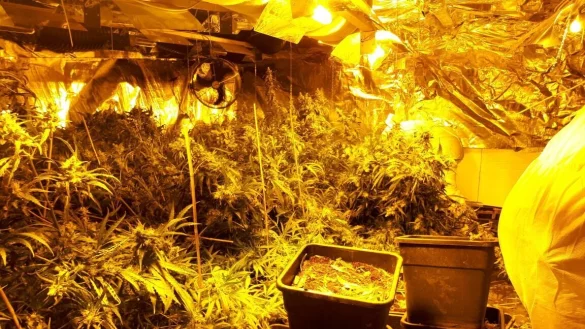 Archivbild: Blick in eine Hanfplantage. Die Pflanzen werden unter standardisierten Bedingungen aufgezogen. - © Polizei Höxter