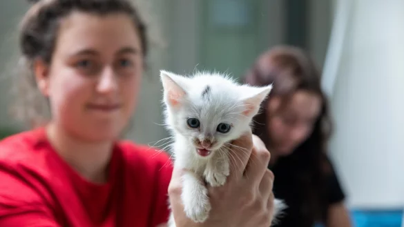 Kitten Smiller f&uuml;hlt sich bei Tierpflegerin Jessica Dey wohl. - &copy; Jannik Stodiek