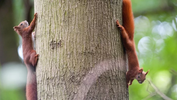 Auf Eichh&ouml;rnchen achten - &copy; Foto: Klaus-Dietmar Gabbert/dpa-tmn