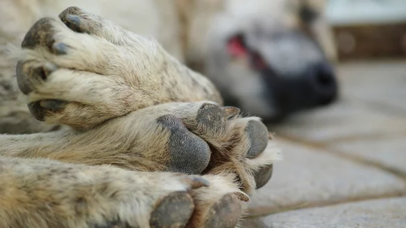 Ein Salzufler soll einen Hund mit dem Auto zu Tode geschleift haben. - &copy; Symbolbild: Pixabay