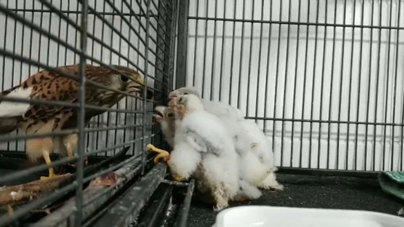 Falke - &copy; Foto: Noa Fisher/Safari Ramat Gan/dpa