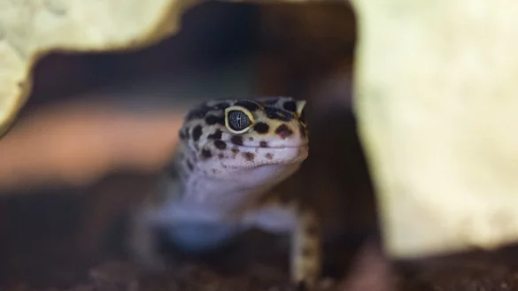 Trockenterrarium f&uuml;r Geckos - &copy; Foto: Andrea Warnecke