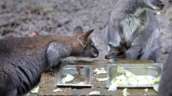 Hier wird erst einmal der K&auml;nguru-Zuwachs beschnuppert. Das Jungtier hat kurz nach Weihnachten zum ersten Mal aus dem Beutel geschaut. - &copy; Frank-Michael Kiel-Steinkamp