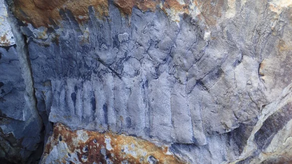 Tausendf&uuml;&szlig;er - &copy; Foto: Neil Davies/PA Media/dpa